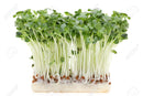 Daikon Cress