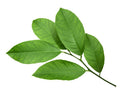 Lemon Leaf