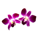 Orchids