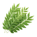 Curry Leaves