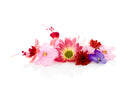 Edible flowers