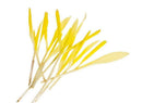 Popcorn Shoots