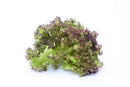 Red Leaf Lettuce