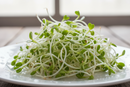 Alfalfa Sprouts