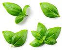 Basil