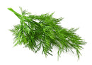 Dill