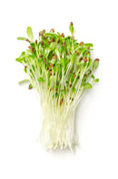Alfalfa Sprouts