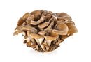 Mushroom, Maitake