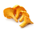 Mushroom, Chanterelle