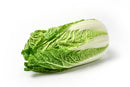 Napa Cabbage