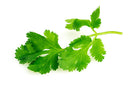 Cilantro
