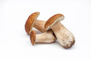 Mushroom, Porcini