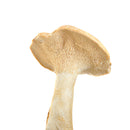 Mushroom, Hedgehog