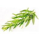 Tarragon