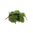 Red Sorrel