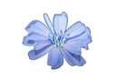 Chicory