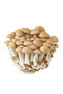Mushroom, Beech