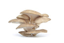 Mushroom, Oyster